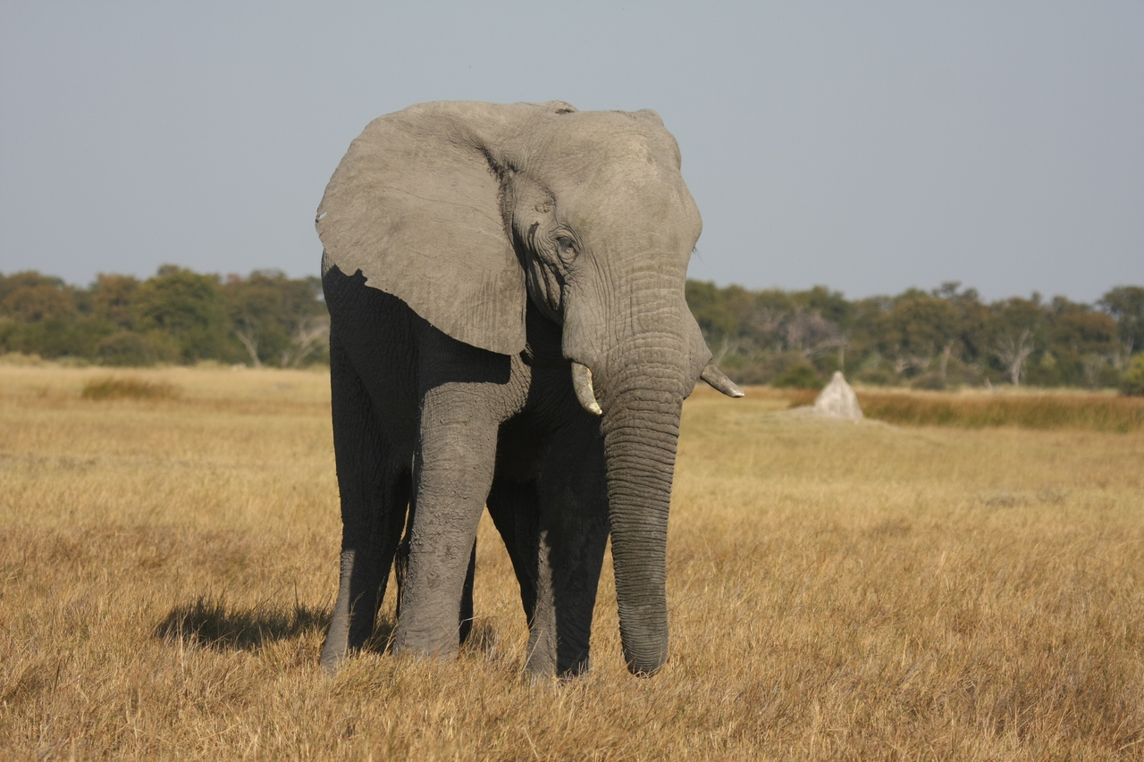 [24828] 2016_06_30_09_58_05_Africa_Canon_EOS_40D_IMG__04368.jpg