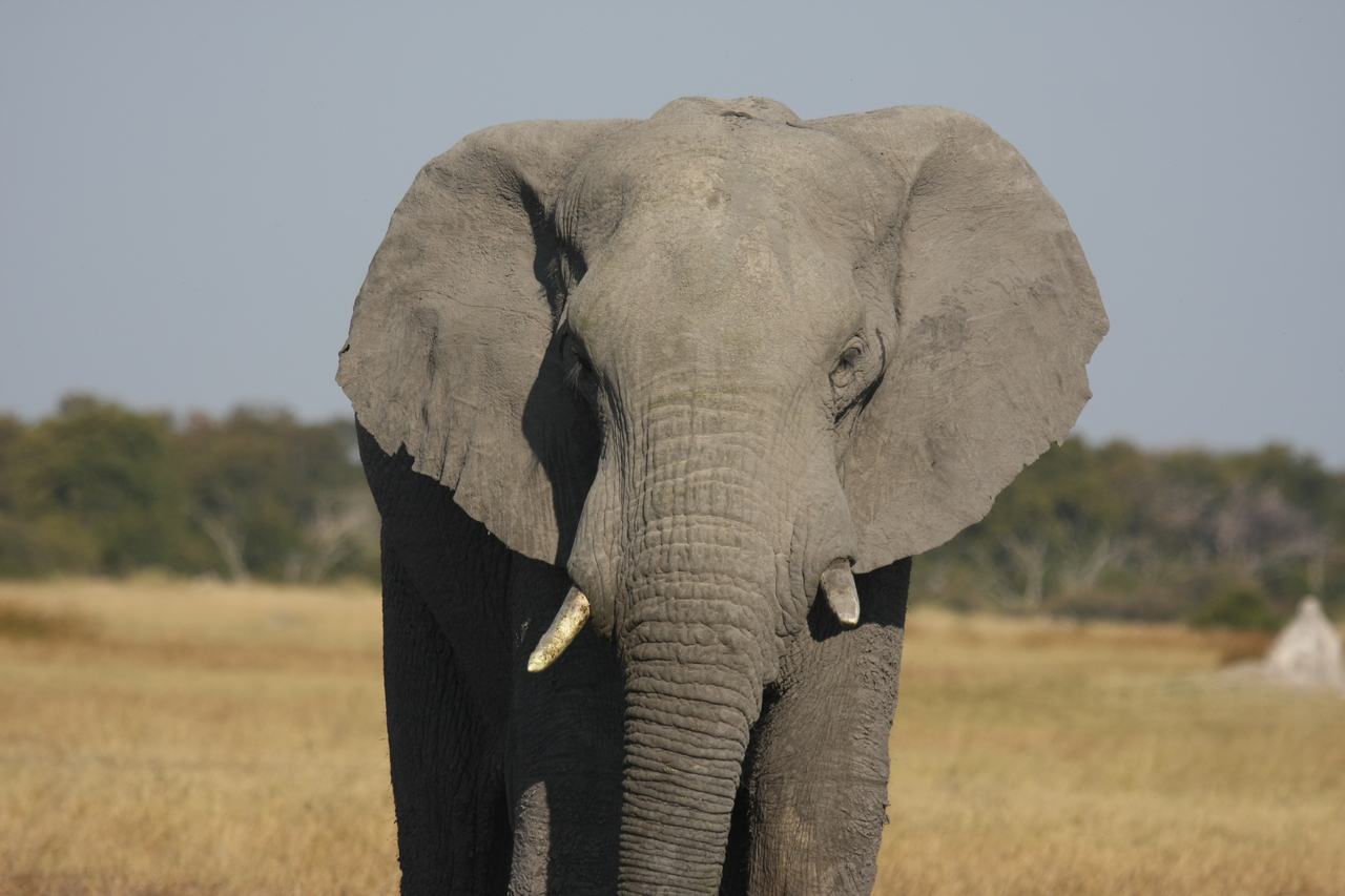 [24836] 2016_06_30_09_58_11_Africa_Canon_EOS_40D_IMG__00645.jpg