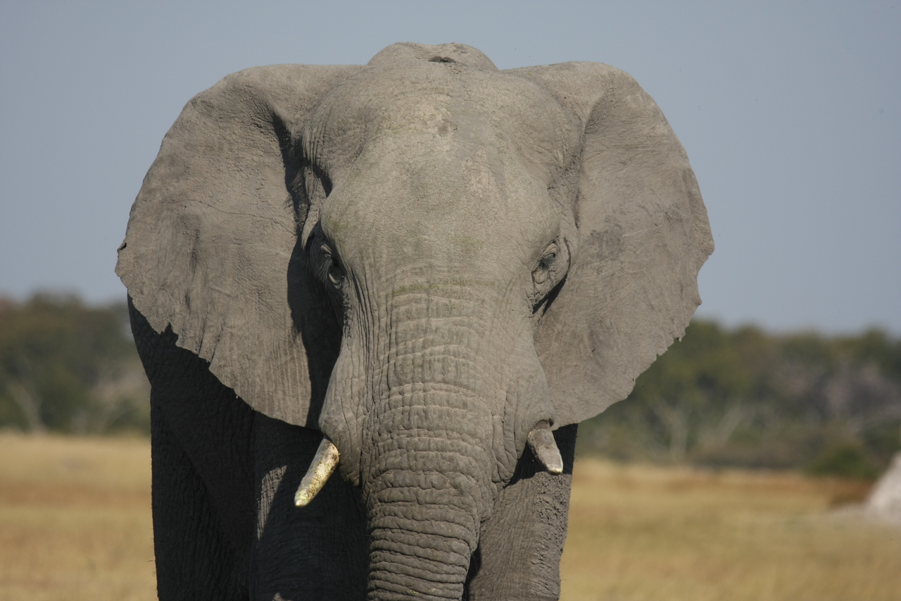 [24848] 2016_06_30_09_58_19_Africa_Canon_EOS_40D_IMG__04375.jpg