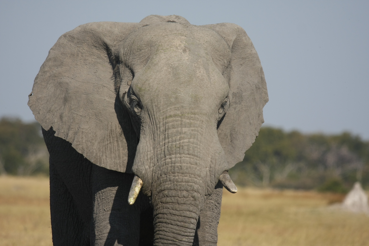 [24853] 2016_06_30_09_58_19_Africa_Canon_EOS_40D_IMG__11824.jpg