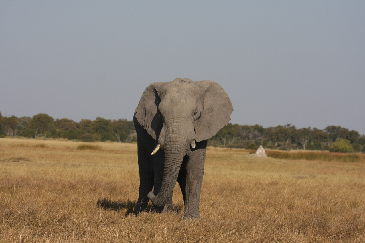 [24868] 2016_06_30_09_58_28_Africa_Canon_EOS_40D_IMG__04382.jpg