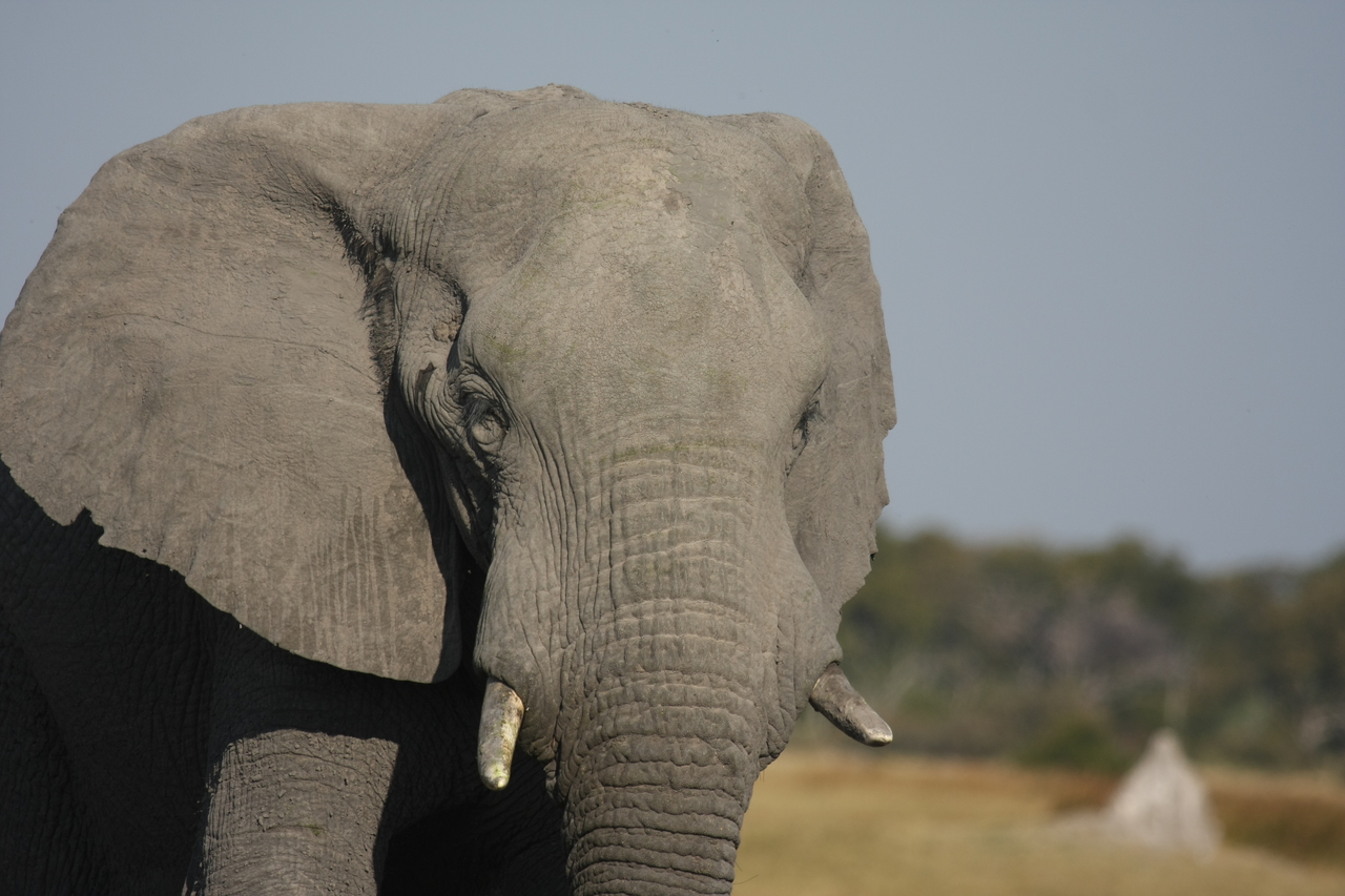 [24883] 2016_06_30_09_59_19_Africa_Canon_EOS_40D_IMG__00664.jpg