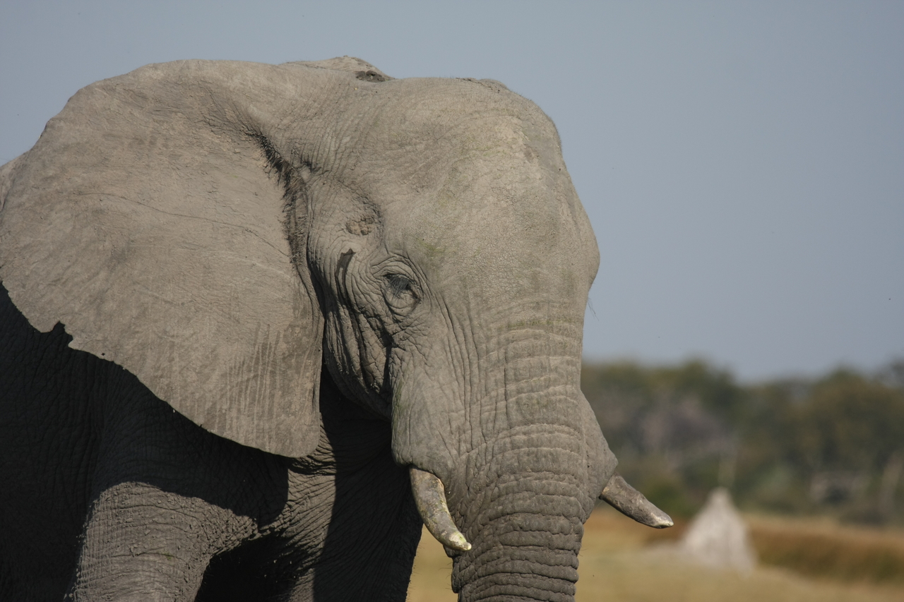 [24895] 2016_06_30_09_59_21_Africa_Canon_EOS_40D_IMG__11839.jpg