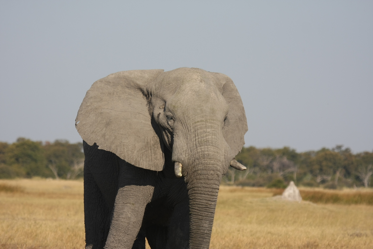 [24902] 2016_06_30_10_00_08_Africa_Canon_EOS_40D_IMG__04396.jpg