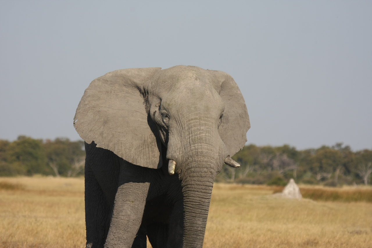 [24906] 2016_06_30_10_00_08_Africa_Canon_EOS_40D_IMG__11844.jpg