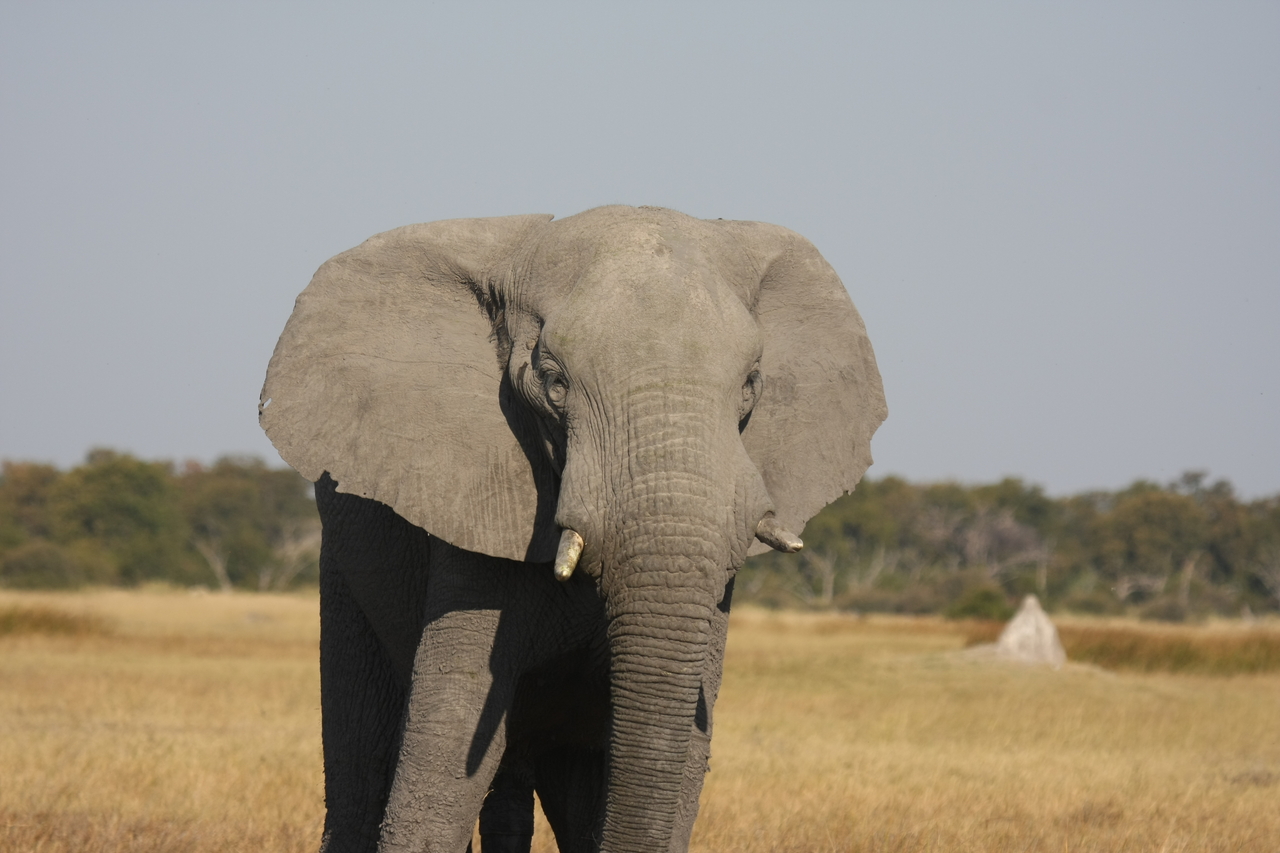 [24910] 2016_06_30_10_00_09_Africa_Canon_EOS_40D_IMG__11846.jpg