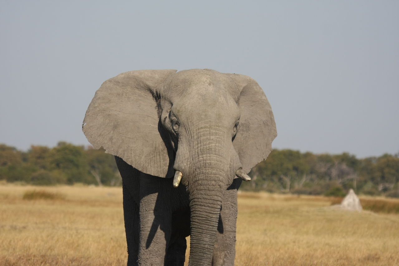 [24917] 2016_06_30_10_00_15_Africa_Canon_EOS_40D_IMG__04401.jpg