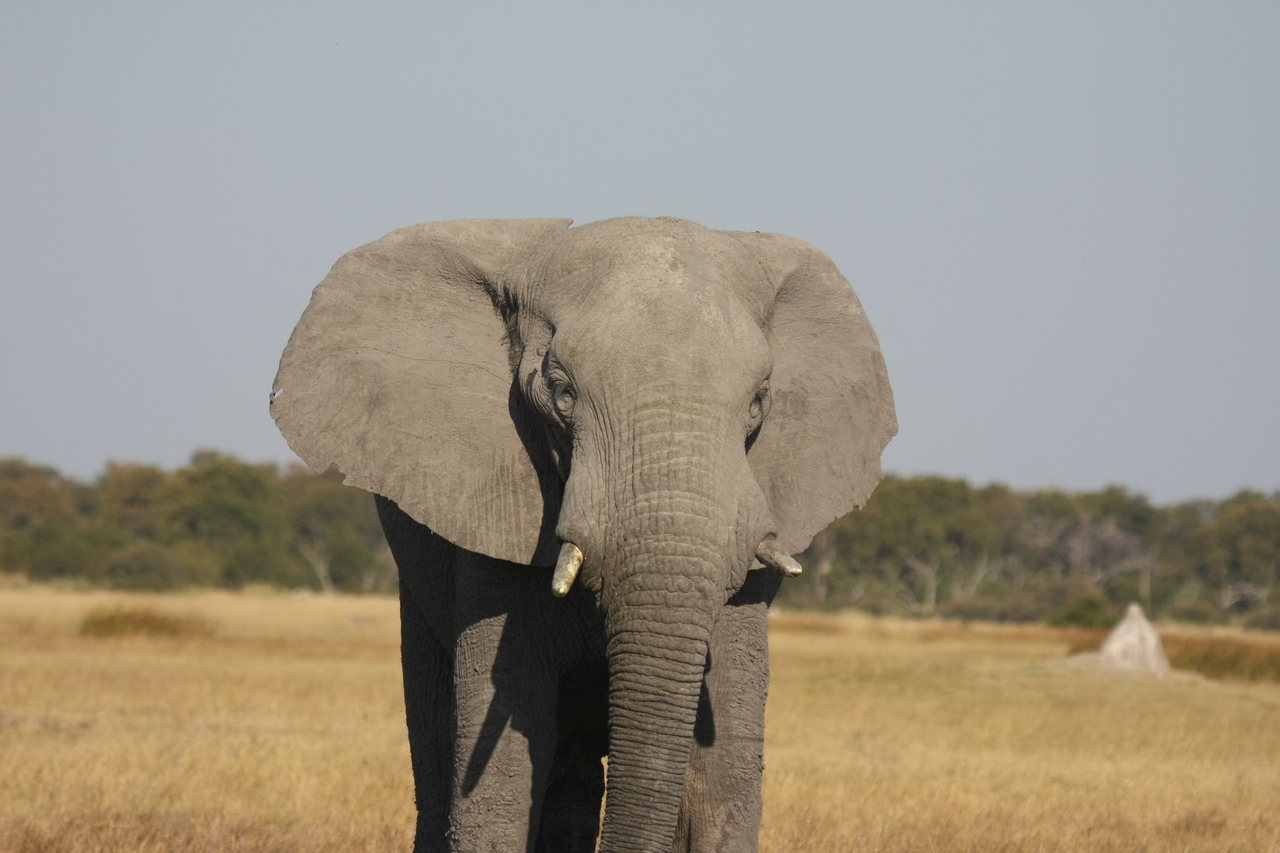 [24918] 2016_06_30_10_00_15_Africa_Canon_EOS_40D_IMG__04402.jpg