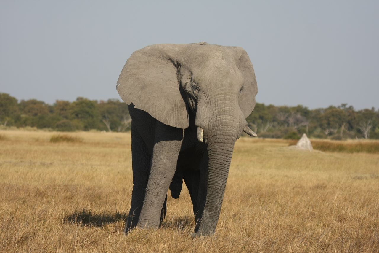 [24928] 2016_06_30_10_00_29_Africa_Canon_EOS_40D_IMG__04407.jpg