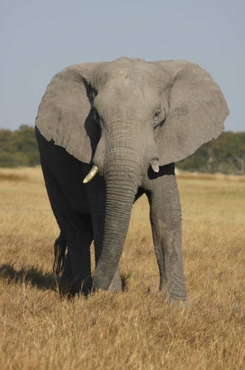 [24935] 2016_06_30_10_01_14_Africa_Canon_EOS_40D_IMG__00683.jpg