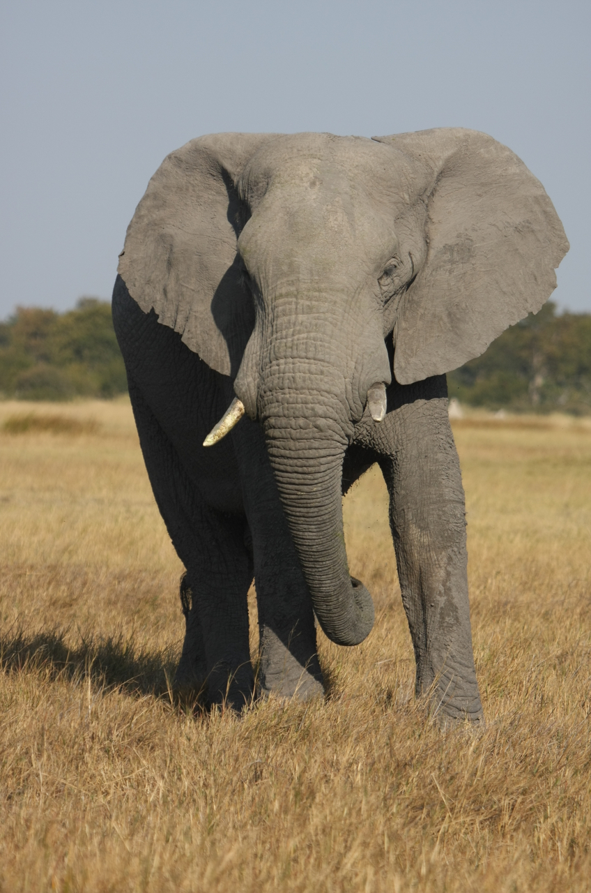 [24945] 2016_06_30_10_01_15_Africa_Canon_EOS_40D_IMG__00687.jpg