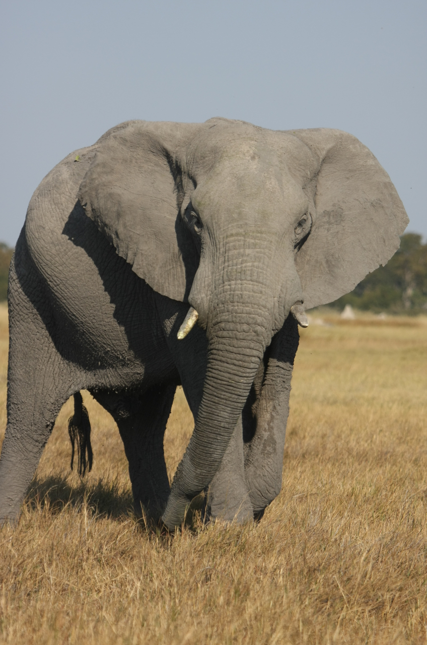 [24960] 2016_06_30_10_01_23_Africa_Canon_EOS_40D_IMG__04418.jpg