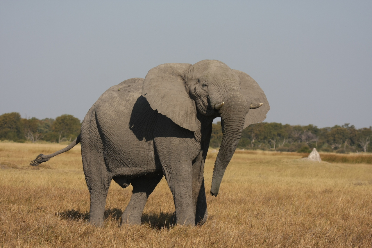 [24964] 2016_06_30_10_01_33_Africa_Canon_EOS_40D_IMG__04419.jpg