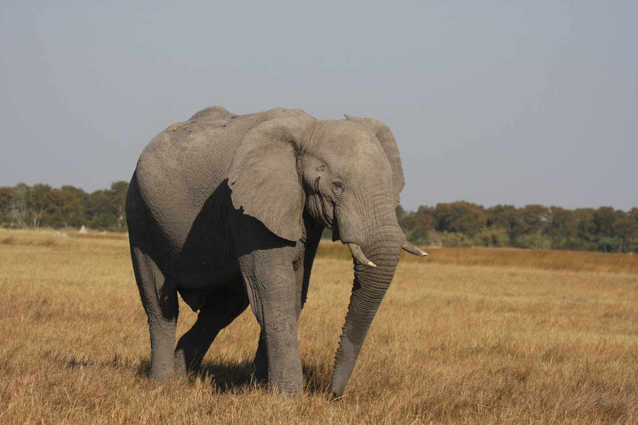 [24977] 2016_06_30_10_01_37_Africa_Canon_EOS_40D_IMG__04424.jpg