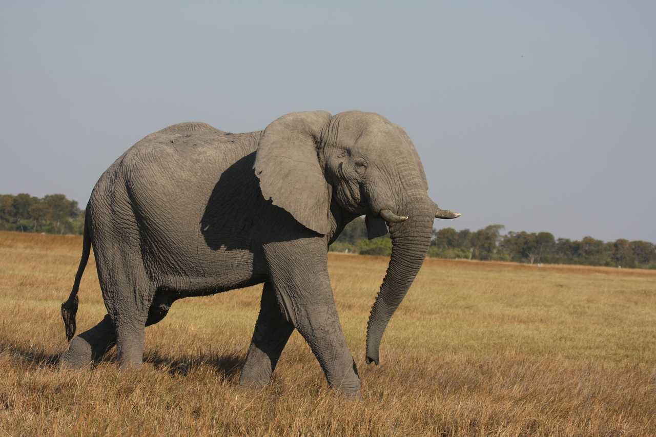 [24986] 2016_06_30_10_01_46_Africa_Canon_EOS_40D_IMG__04426.jpg