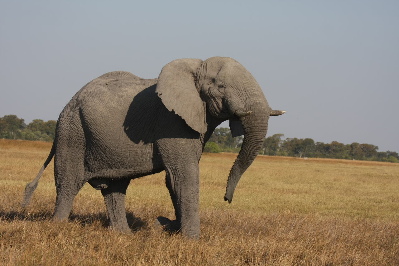 [24991] 2016_06_30_10_01_46_Africa_Canon_EOS_40D_IMG__11876.jpg