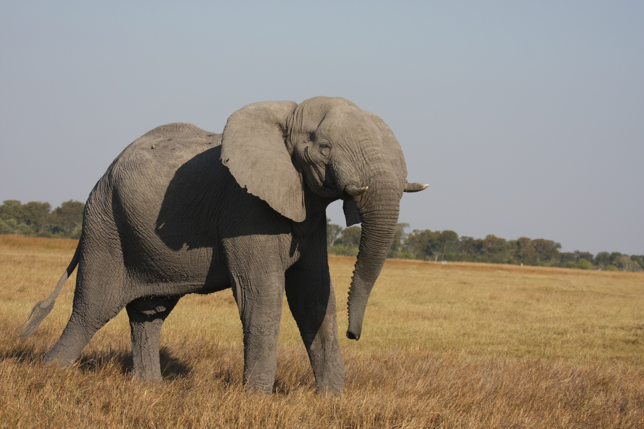 [24996] 2016_06_30_10_01_47_Africa_Canon_EOS_40D_IMG__04431.jpg