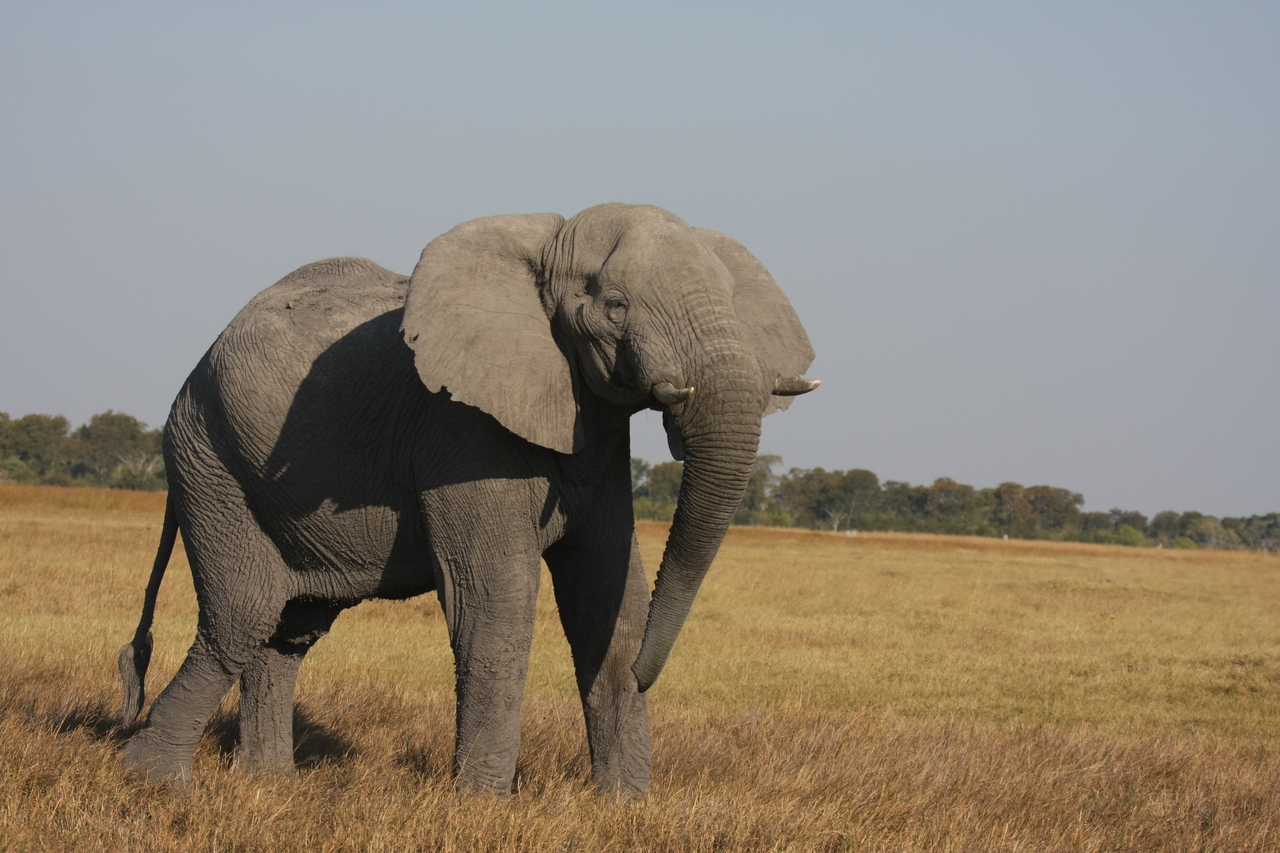 [24997] 2016_06_30_10_01_47_Africa_Canon_EOS_40D_IMG__04432.jpg