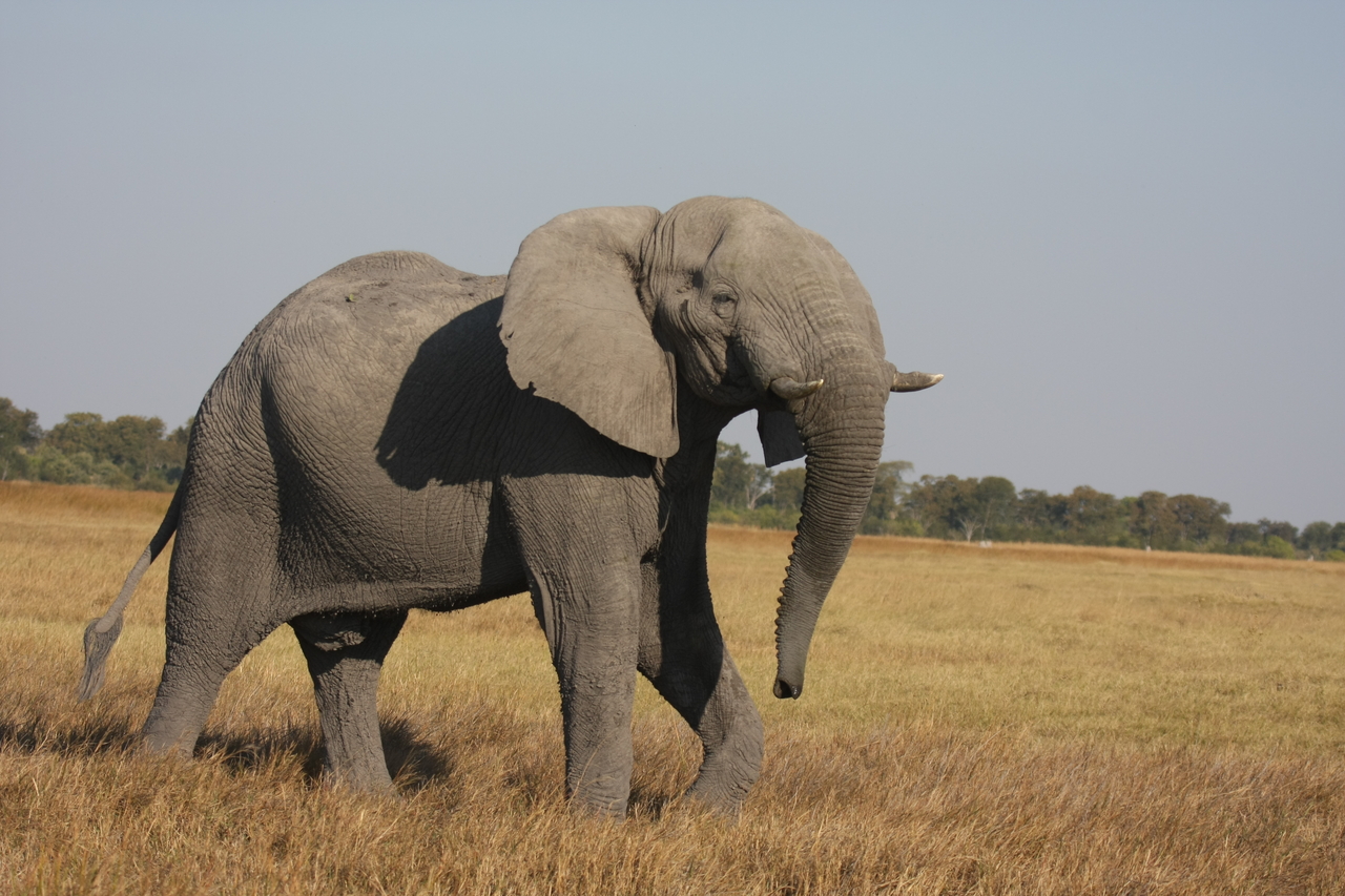 [24998] 2016_06_30_10_01_47_Africa_Canon_EOS_40D_IMG__11877.jpg