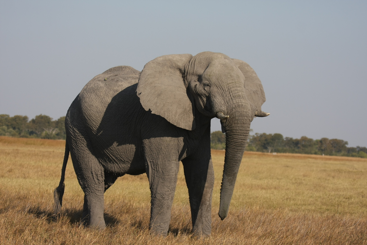 [25005] 2016_06_30_10_01_51_Africa_Canon_EOS_40D_IMG__00709.jpg