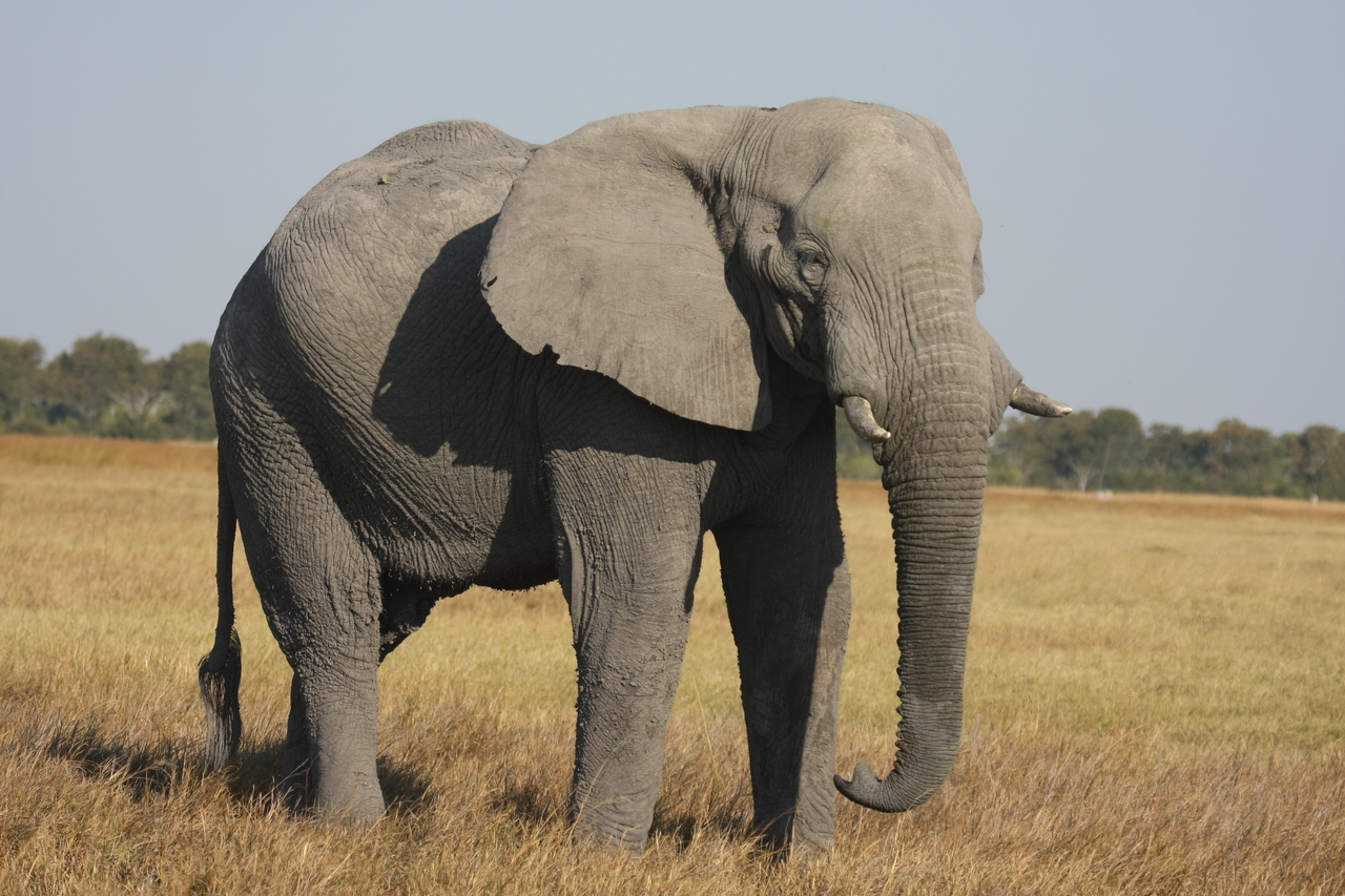 [25038] 2016_06_30_10_02_10_Africa_Canon_EOS_40D_IMG__11892.jpg