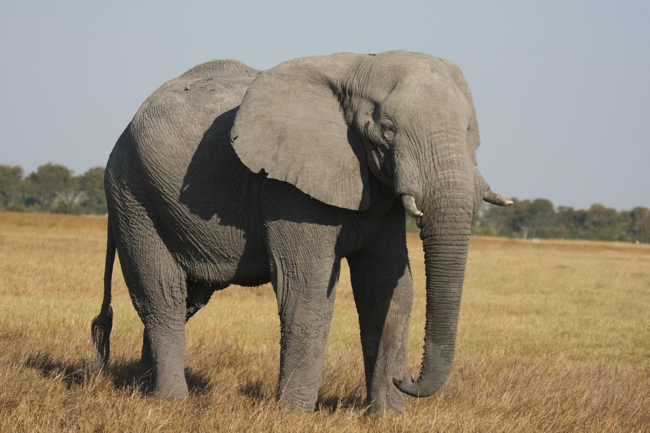 [25044] 2016_06_30_10_02_11_Africa_Canon_EOS_40D_IMG__11894.jpg