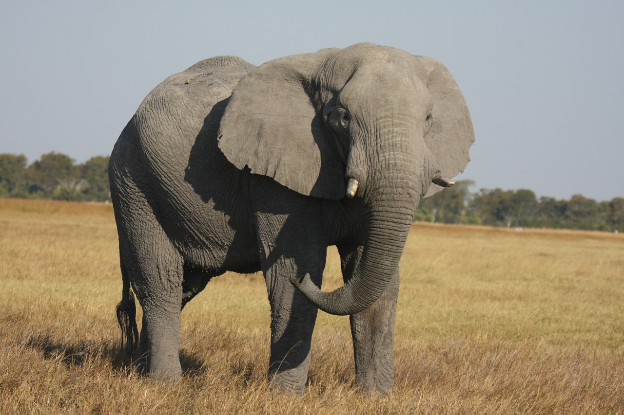 [25051] 2016_06_30_10_02_29_Africa_Canon_EOS_40D_IMG__04452.jpg