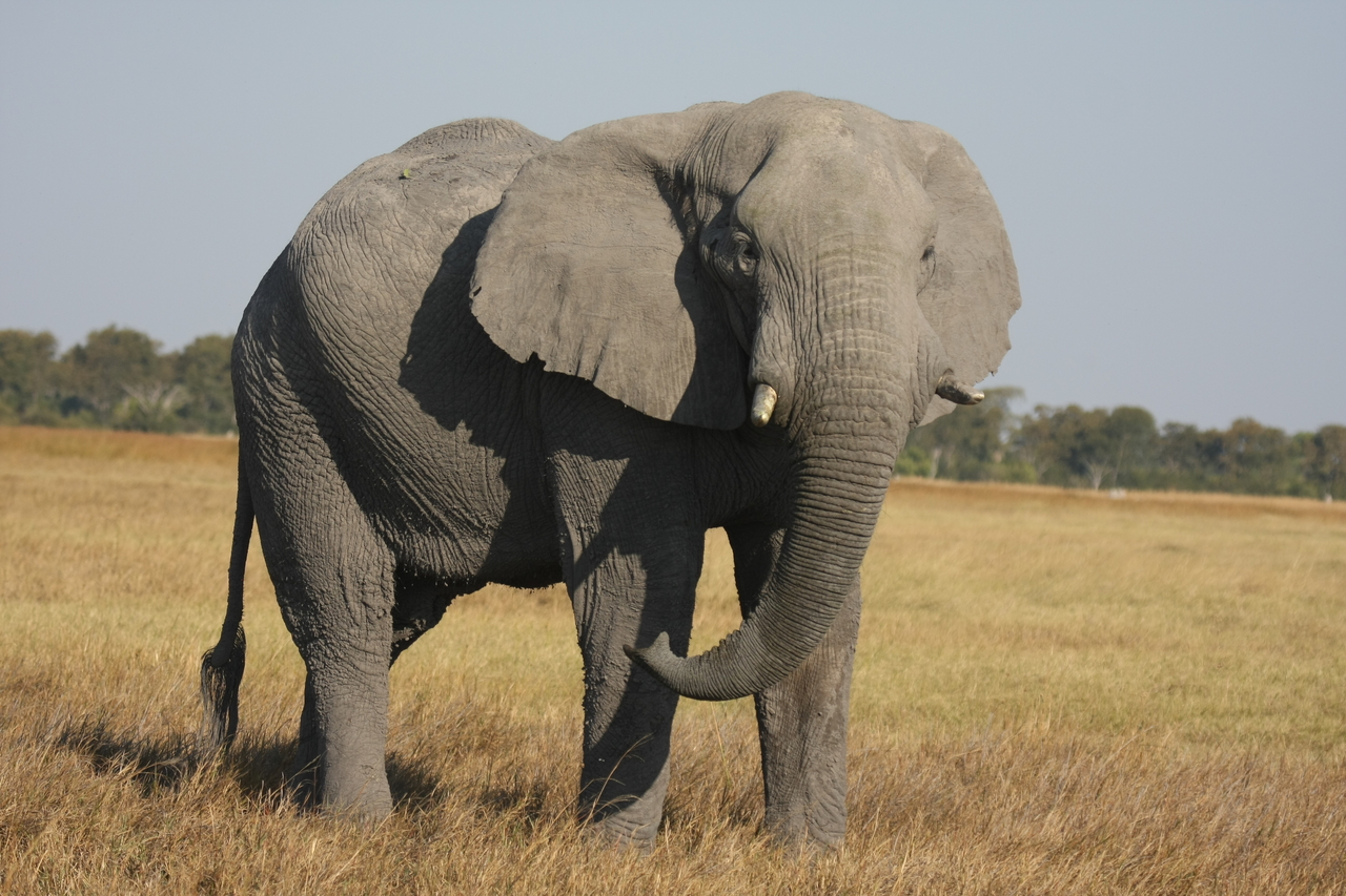 [25053] 2016_06_30_10_02_29_Africa_Canon_EOS_40D_IMG__11898.jpg