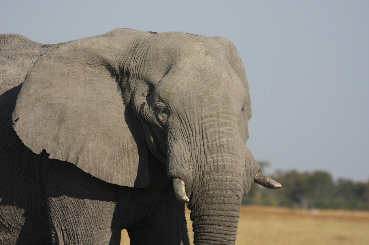 [25060] 2016_06_30_10_02_41_Africa_Canon_EOS_40D_IMG__00730.jpg