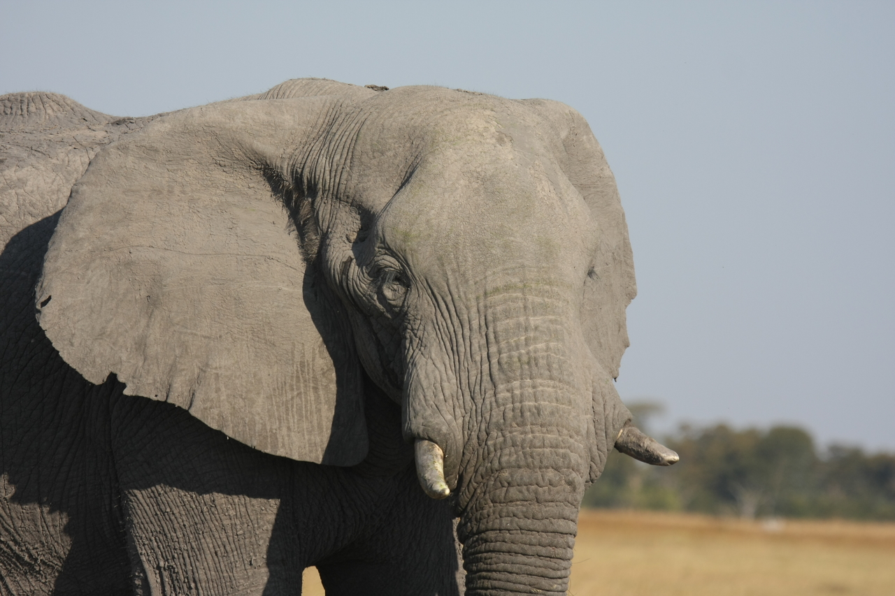 [25061] 2016_06_30_10_02_41_Africa_Canon_EOS_40D_IMG__04454.jpg