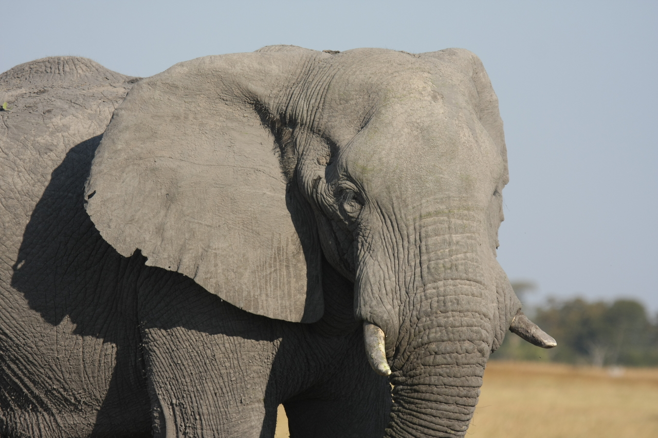 [25074] 2016_06_30_10_02_44_Africa_Canon_EOS_40D_IMG__04459.jpg