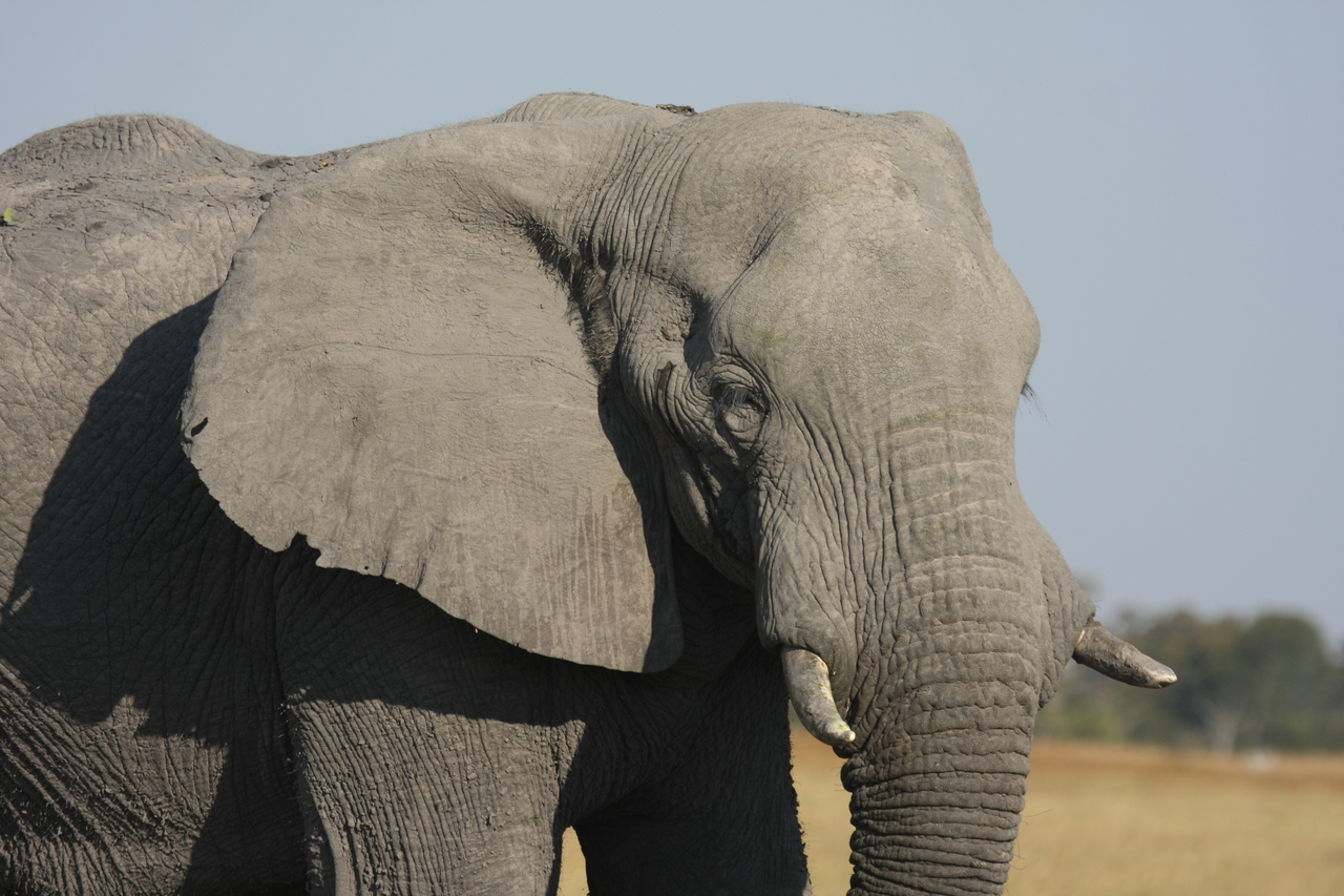 [25076] 2016_06_30_10_02_44_Africa_Canon_EOS_40D_IMG__11905.jpg