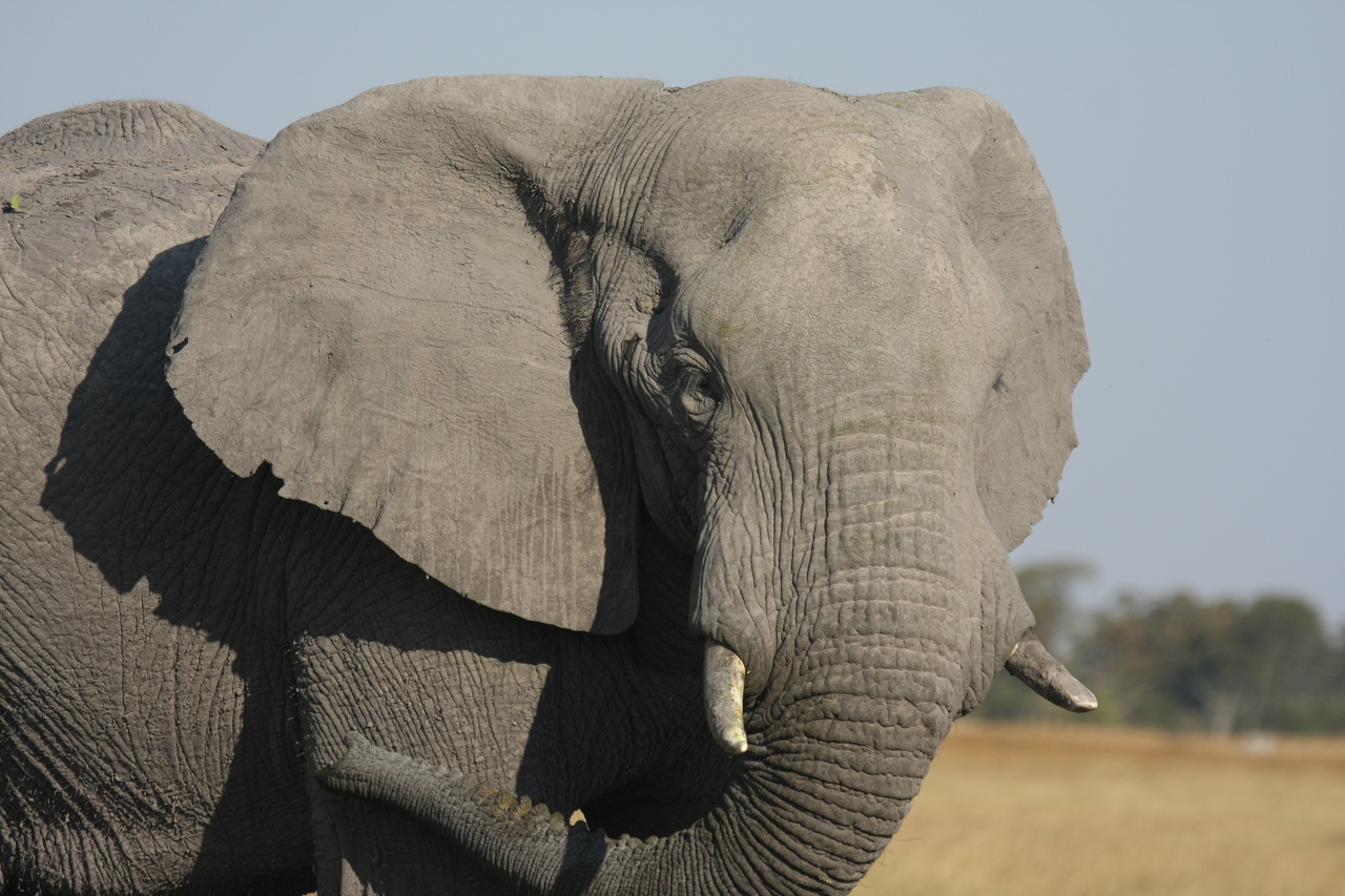 [25083] 2016_06_30_10_02_45_Africa_Canon_EOS_40D_IMG__11909.jpg