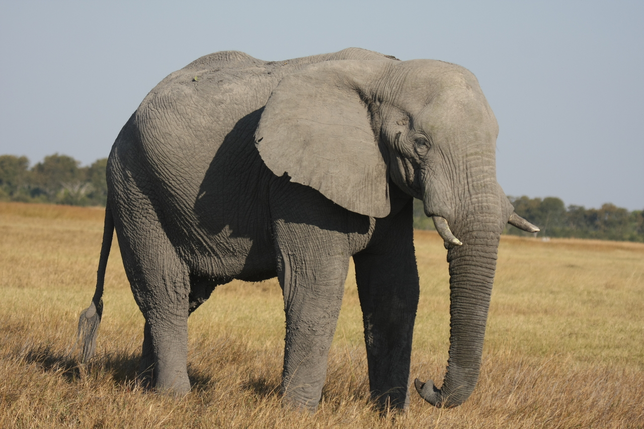 [25087] 2016_06_30_10_03_12_Africa_Canon_EOS_40D_IMG__11911.jpg