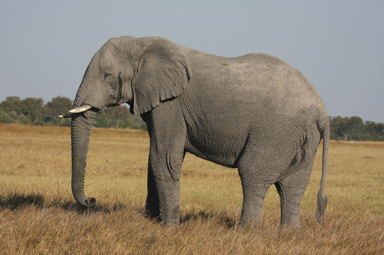 [25089] 2016_06_30_10_03_33_Africa_Canon_EOS_40D_IMG__00740.jpg