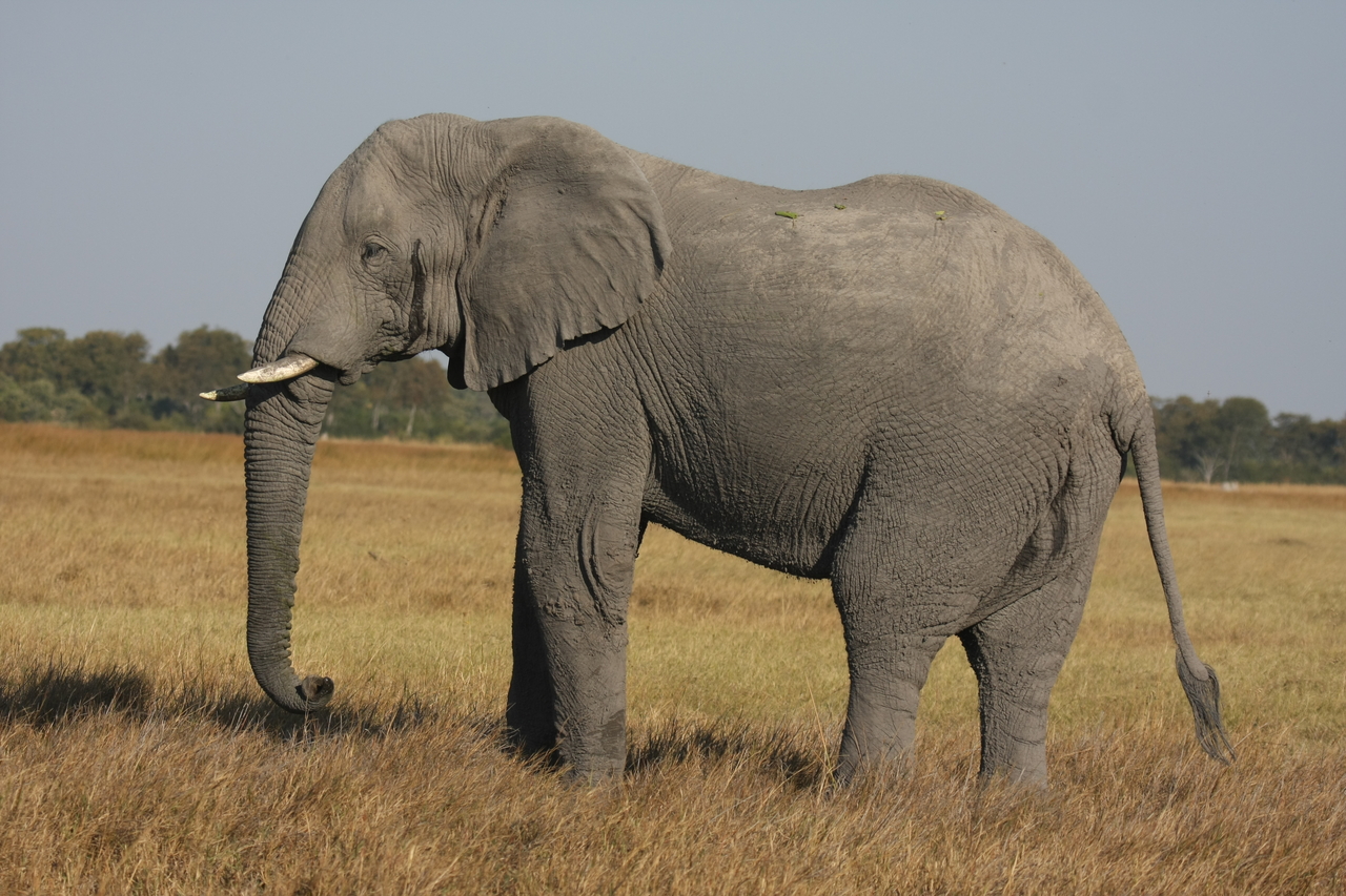 [25094] 2016_06_30_10_03_33_Africa_Canon_EOS_40D_IMG__11912.jpg