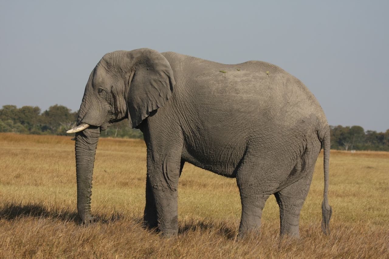 [25100] 2016_06_30_10_03_43_Africa_Canon_EOS_40D_IMG__00743.jpg