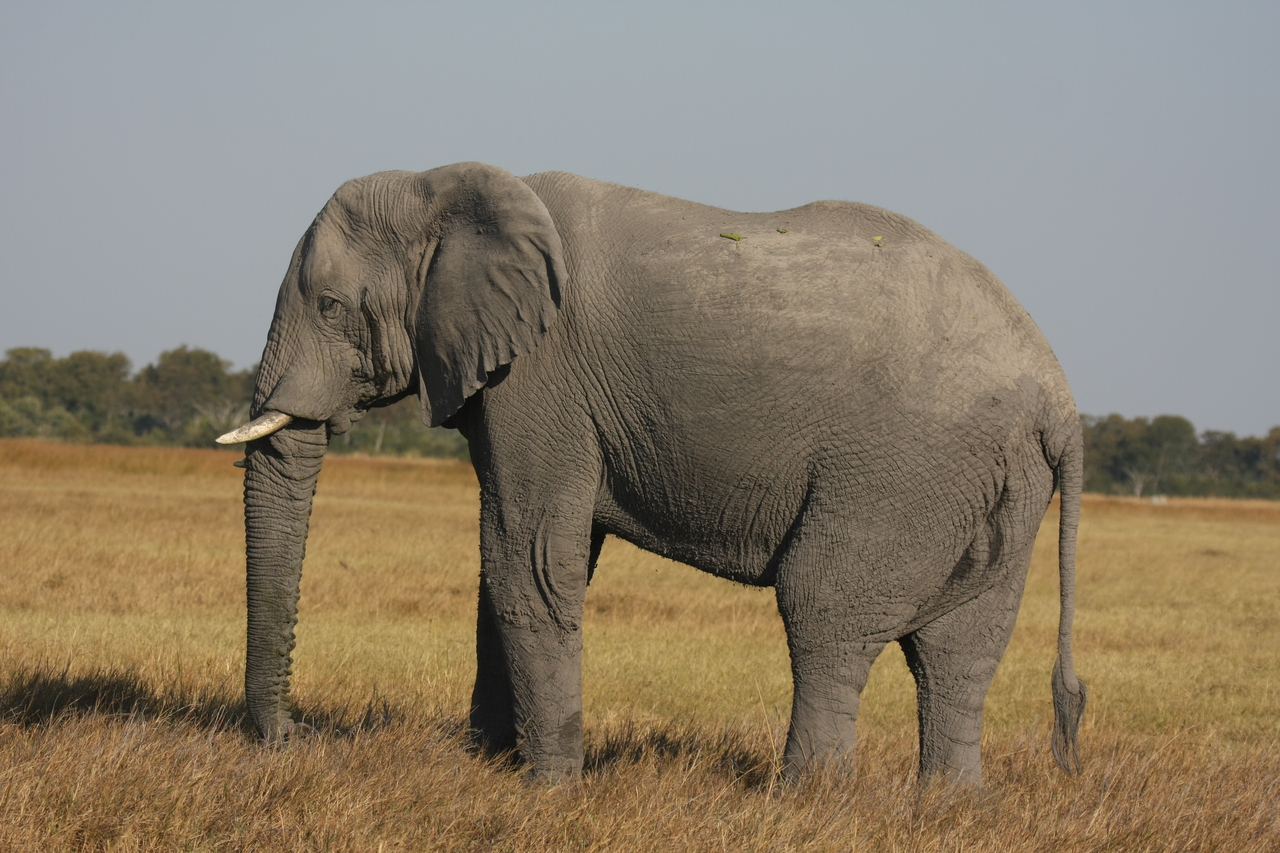 [25104] 2016_06_30_10_03_43_Africa_Canon_EOS_40D_IMG__04470.jpg