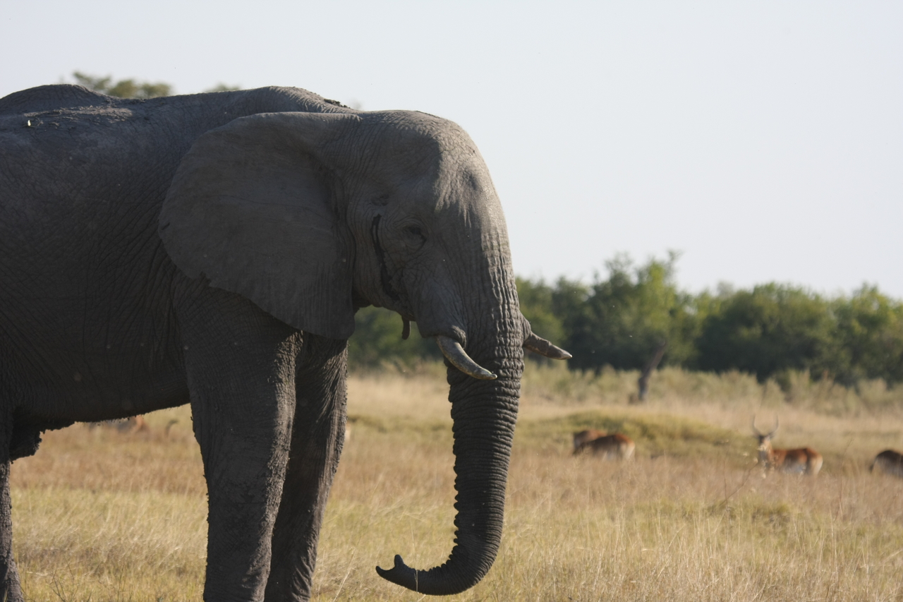 [25109] 2016_06_30_10_06_15_Africa_Canon_EOS_40D_IMG__00747.jpg