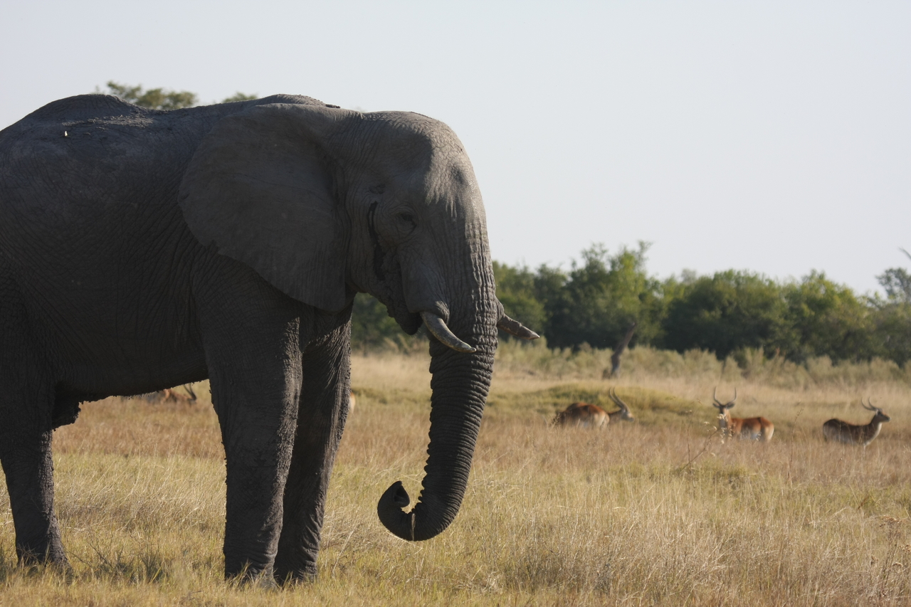 [25114] 2016_06_30_10_06_22_Africa_Canon_EOS_40D_IMG__00748.jpg