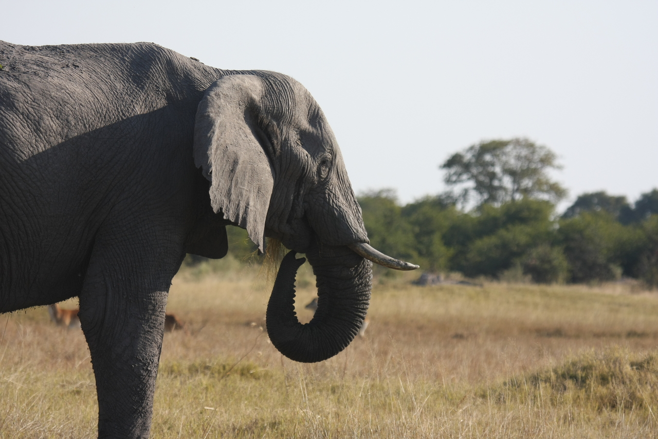 [25128] 2016_06_30_10_06_58_Africa_Canon_EOS_40D_IMG__00752.jpg