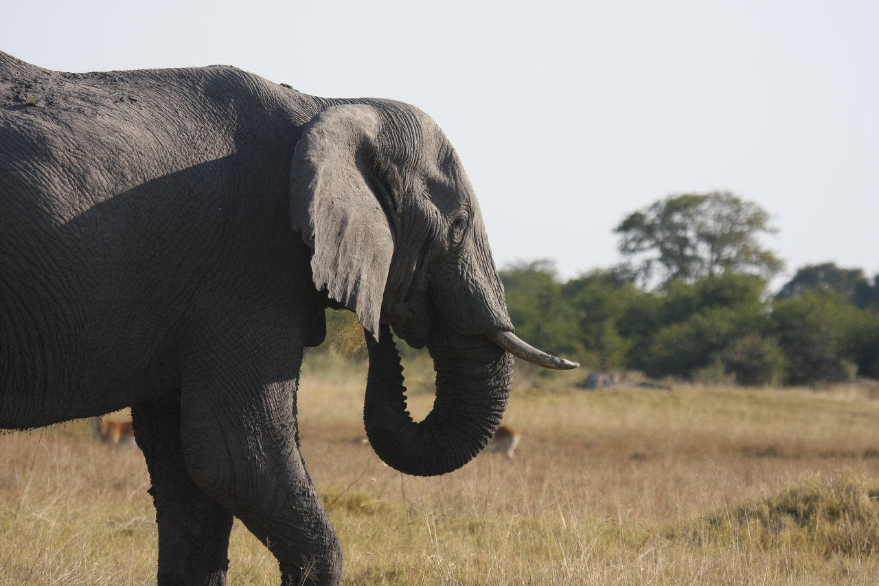 [25130] 2016_06_30_10_06_58_Africa_Canon_EOS_40D_IMG__00754.jpg