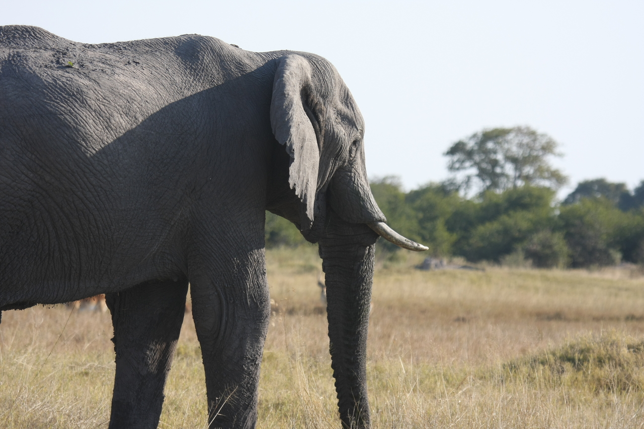 [25138] 2016_06_30_10_07_00_Africa_Canon_EOS_40D_IMG__04481.jpg