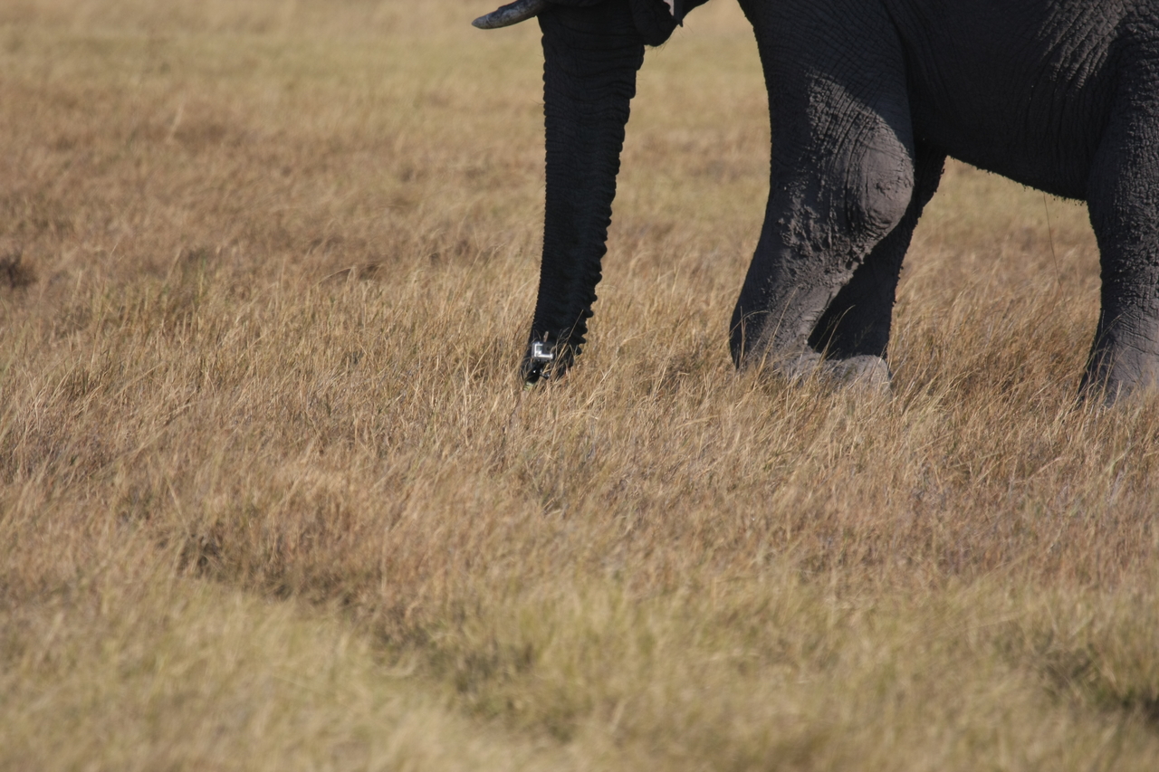 [25154] 2016_06_30_10_09_30_Africa_Canon_EOS_40D_IMG__11932.jpg