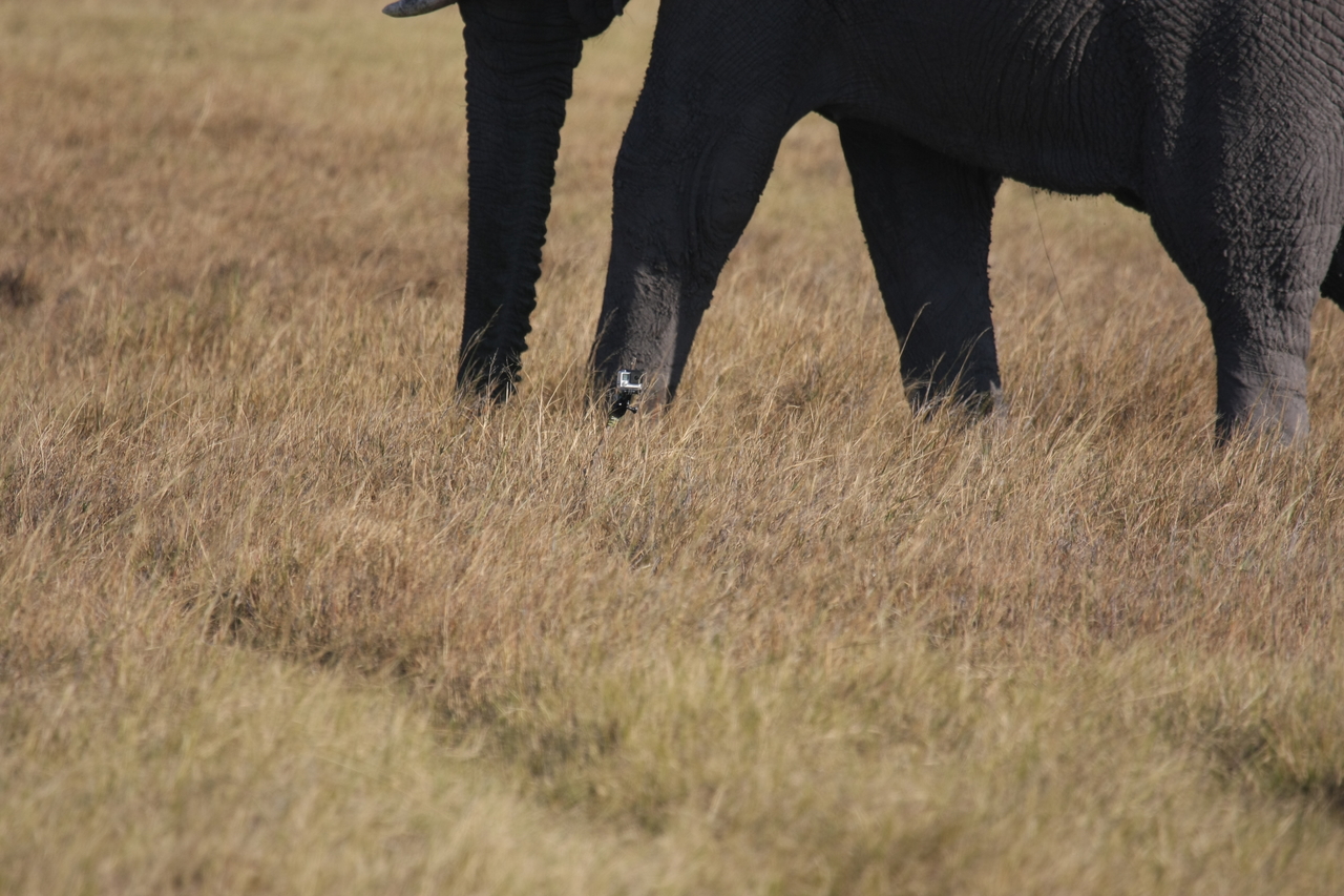 [25162] 2016_06_30_10_09_31_Africa_Canon_EOS_40D_IMG__11934.jpg