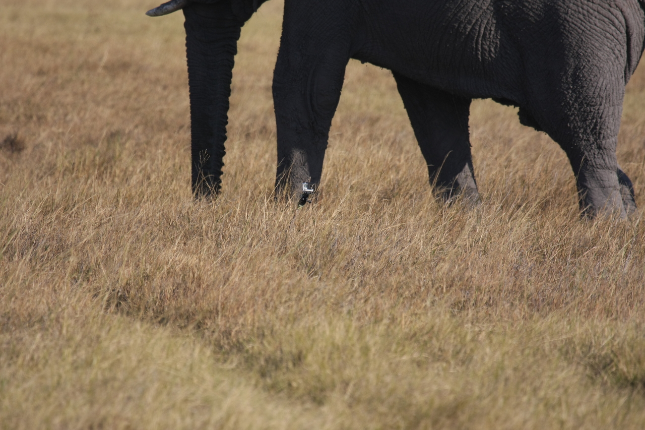 [25163] 2016_06_30_10_09_31_Africa_Canon_EOS_40D_IMG__11935.jpg