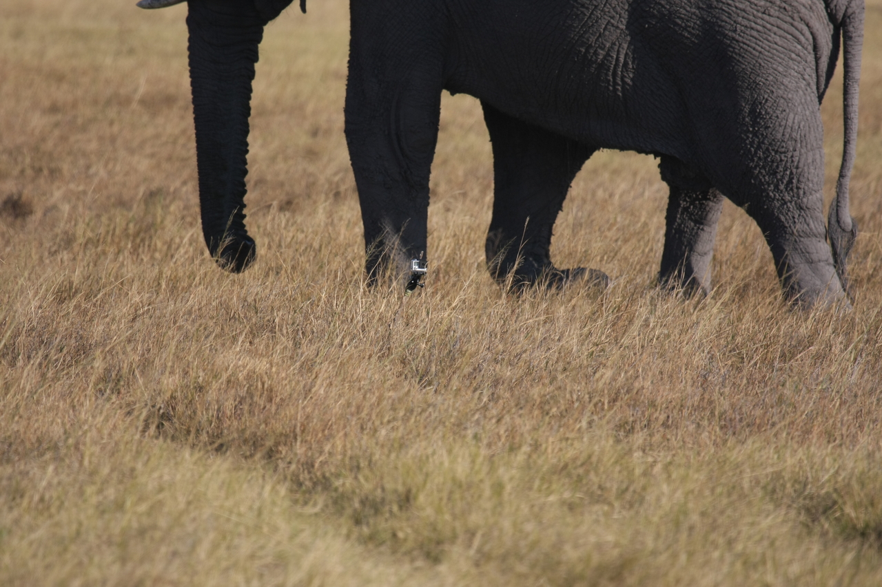 [25164] 2016_06_30_10_09_31_Africa_Canon_EOS_40D_IMG__11936.jpg