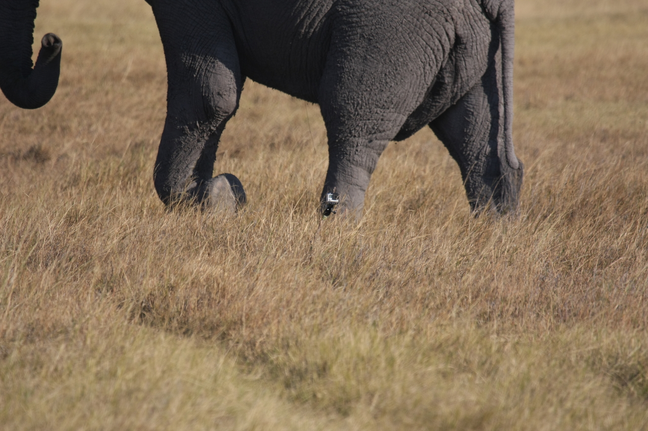 [25178] 2016_06_30_10_09_33_Africa_Canon_EOS_40D_IMG__04495.jpg