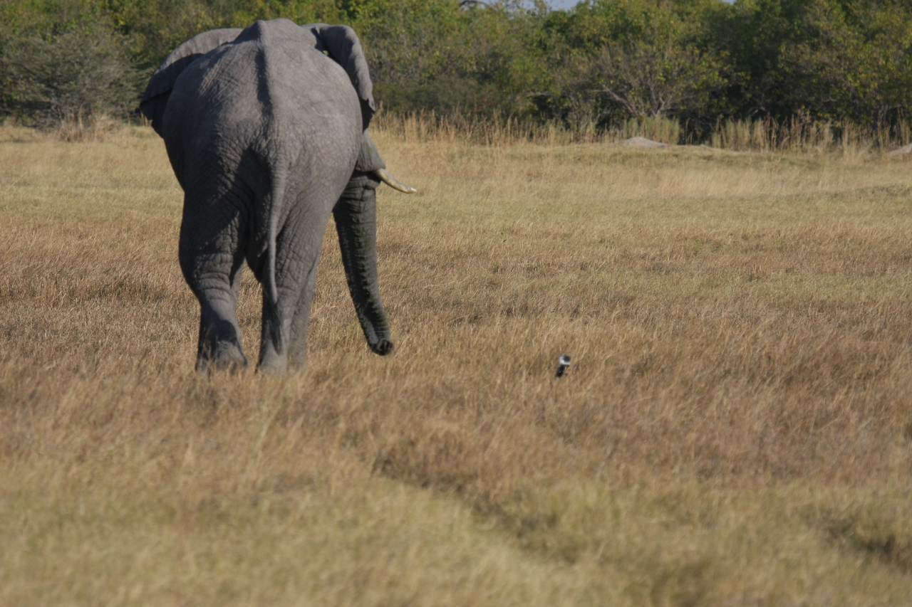 [25189] 2016_06_30_10_09_53_Africa_Canon_EOS_40D_IMG__00773.jpg