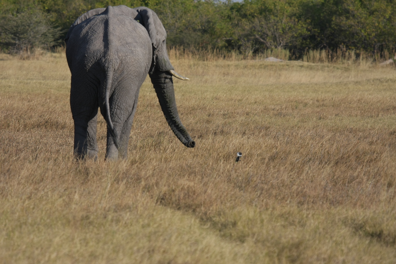 [25192] 2016_06_30_10_09_53_Africa_Canon_EOS_40D_IMG__04500.jpg